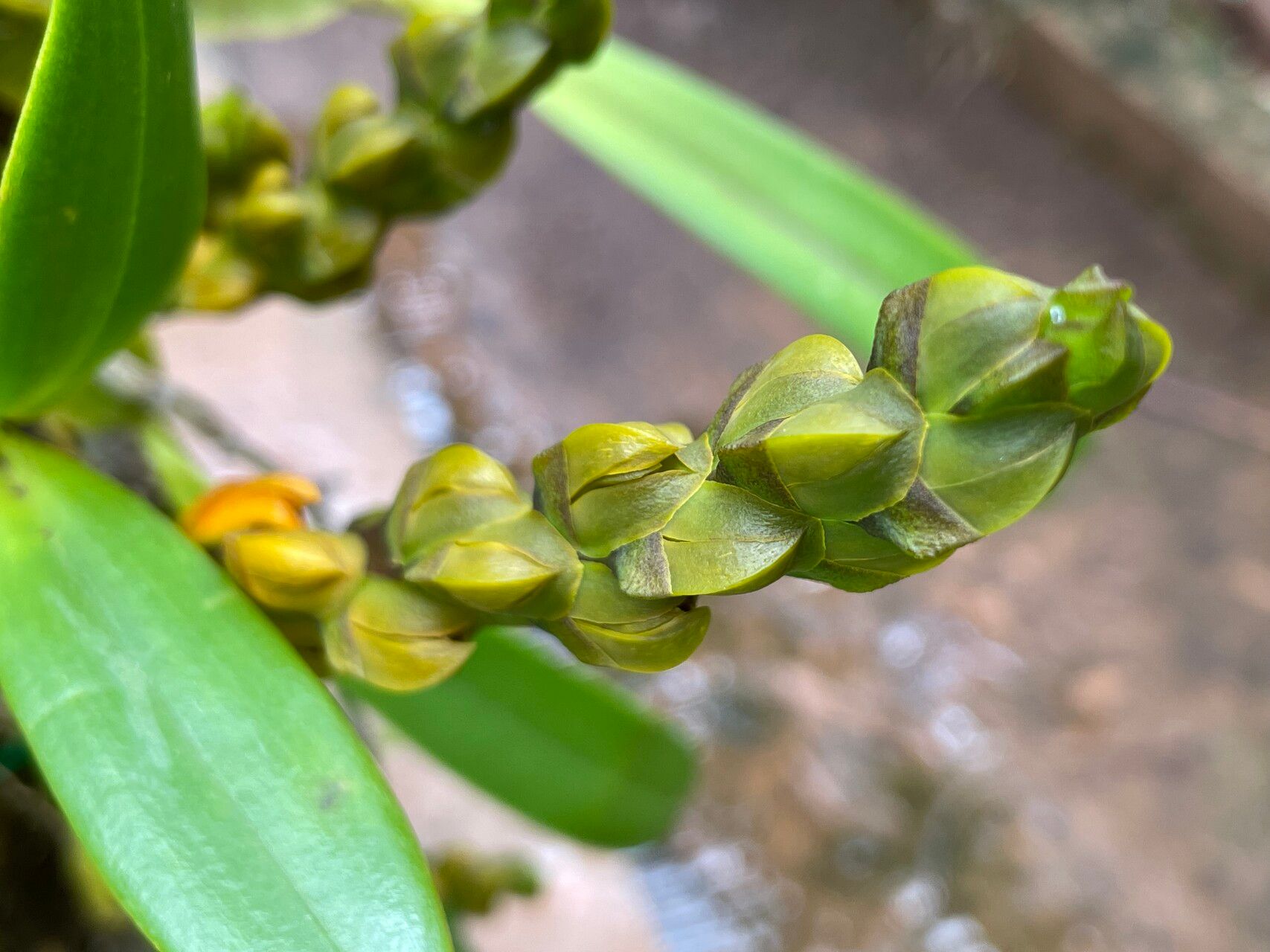 Bulbophyllum toilliezae — houseplant care guide