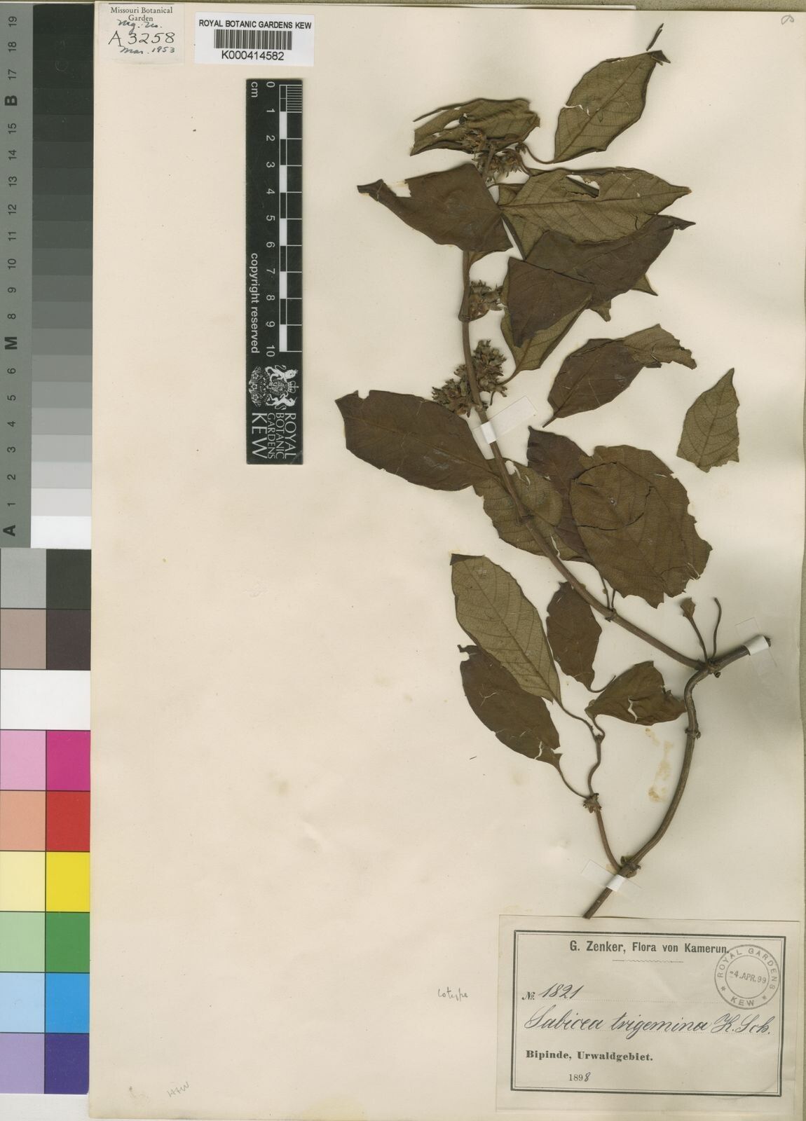 Sabicea trigemina other