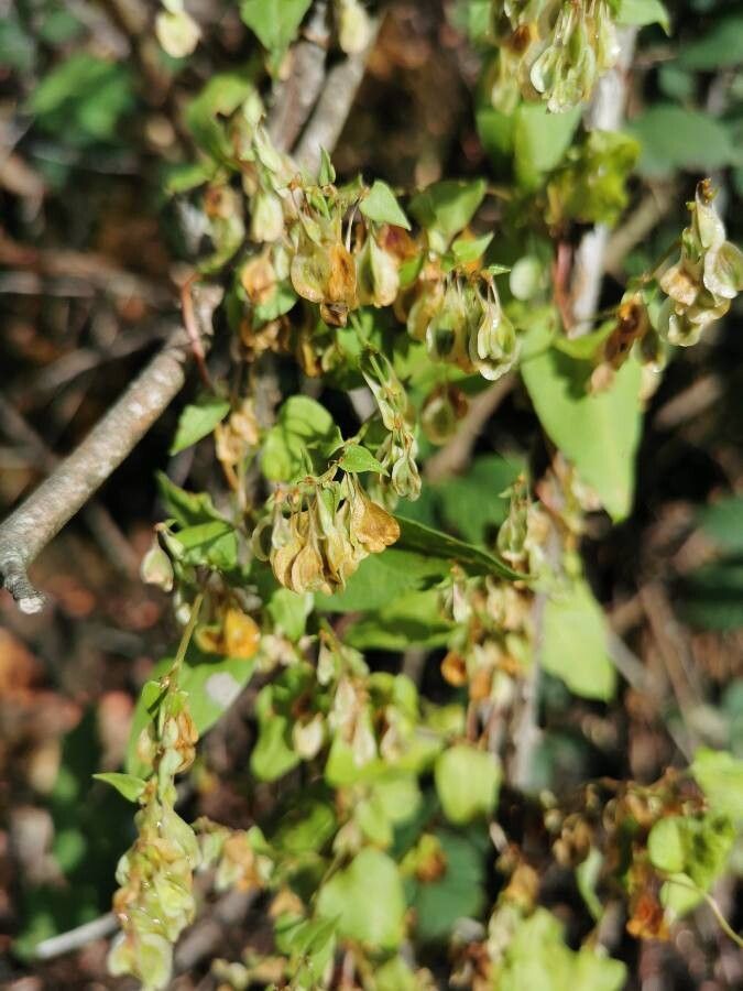 Vaccinium stamineum fruit