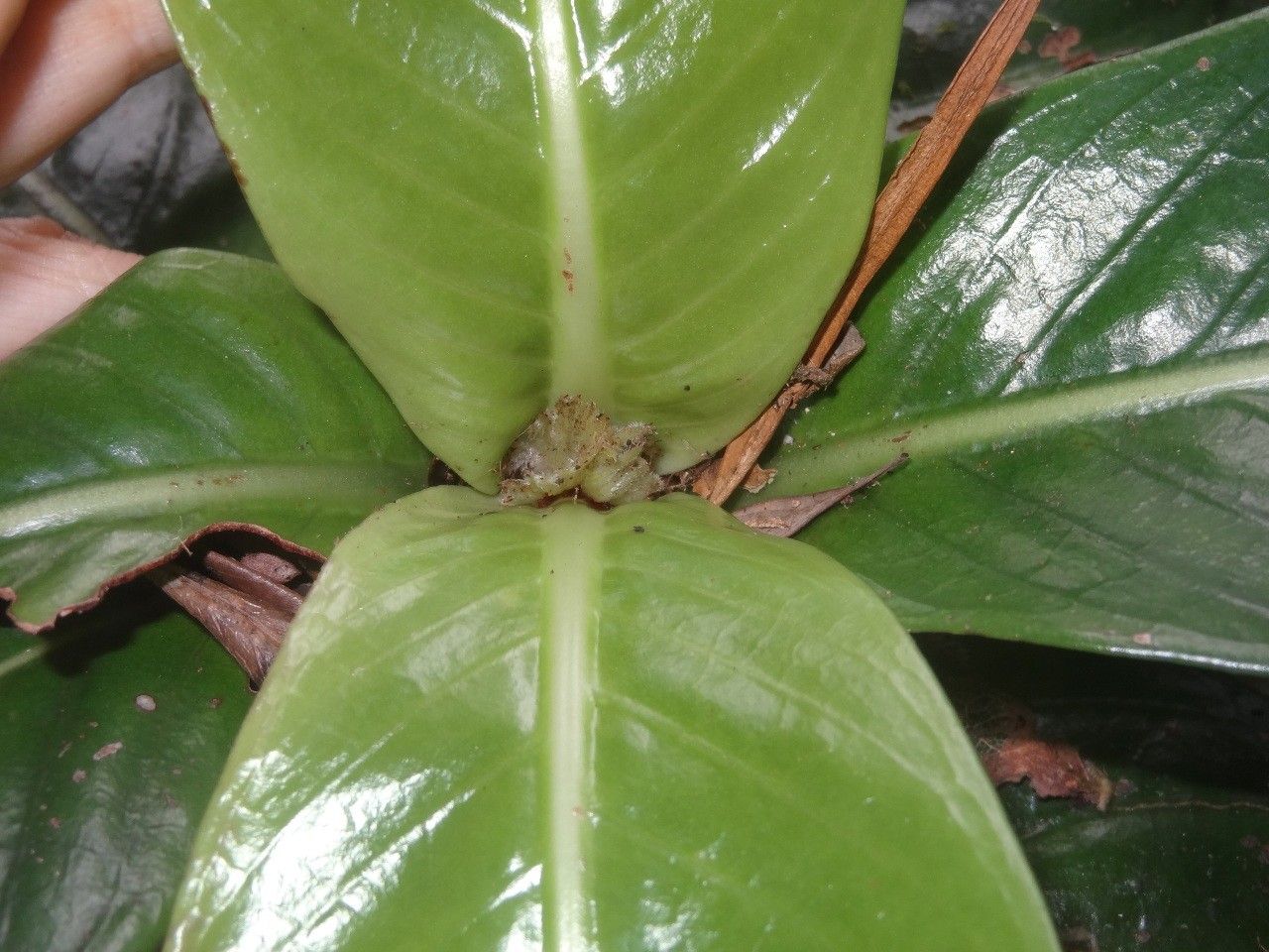Psychotria baladensis habit