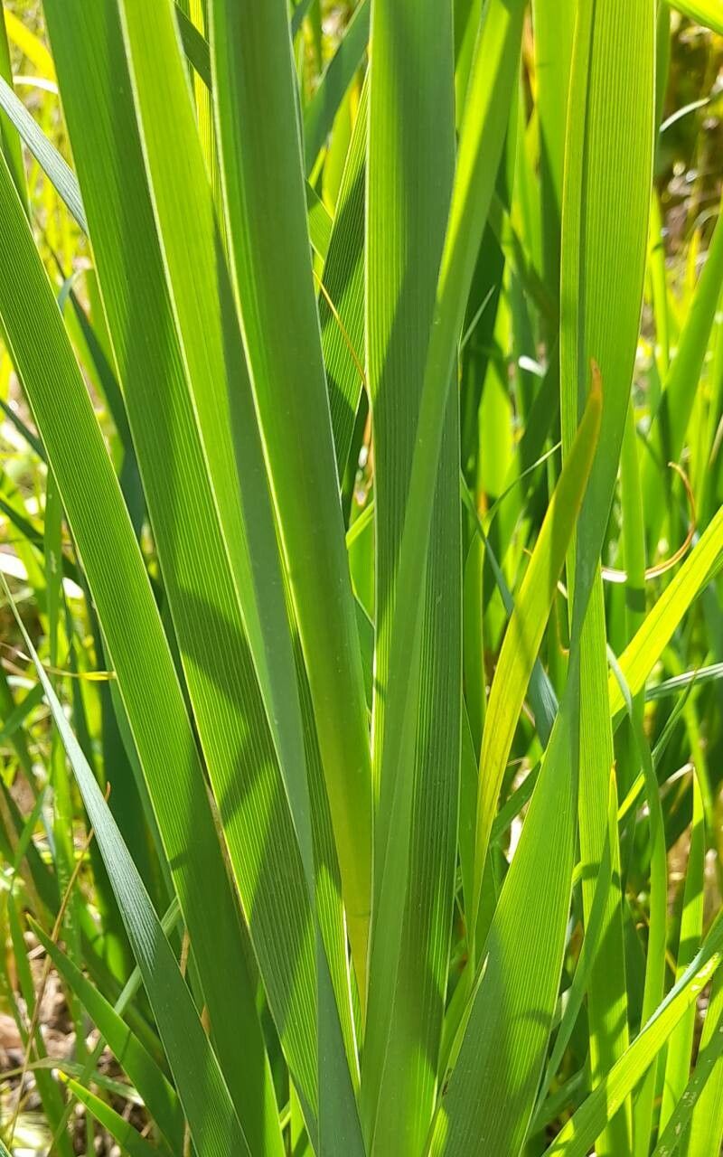 Iris halophila — houseplant care guide