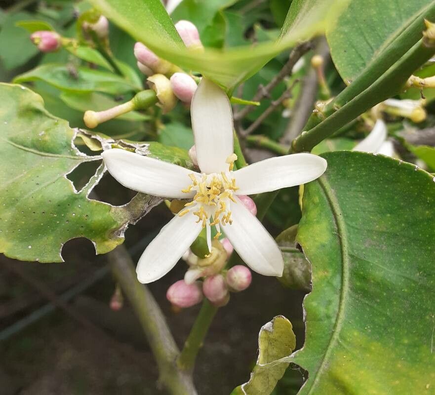 Citrus limon flower