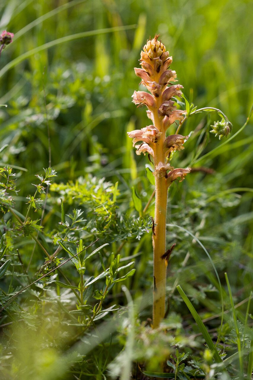 Orobanche bartlingii — houseplant care guide