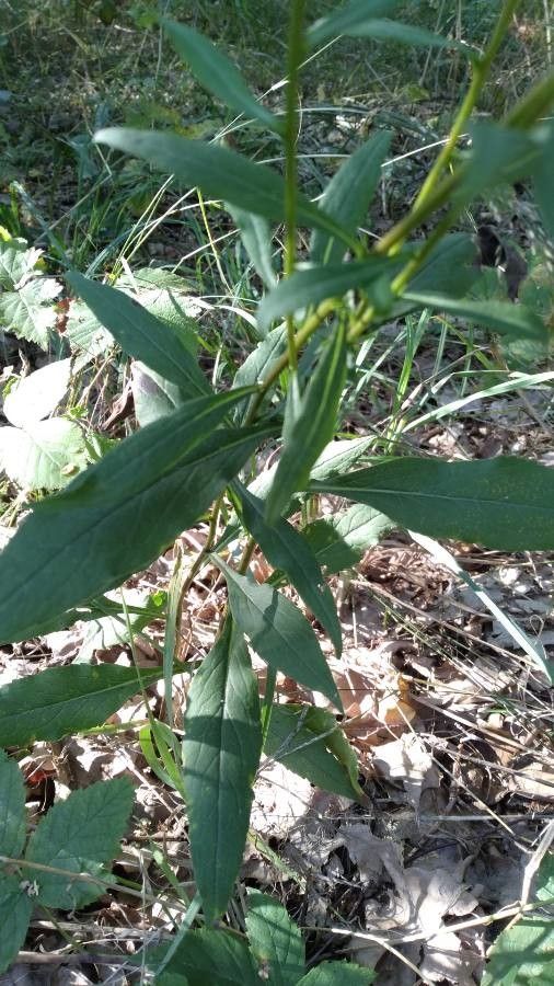 Solidago virgaurea leaf