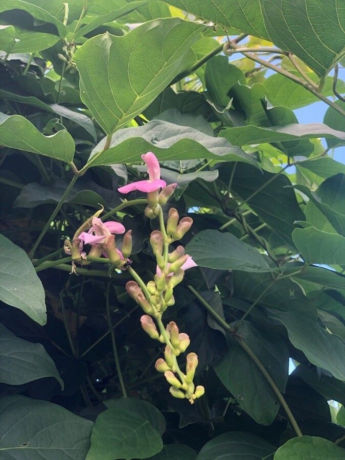 Canavalia gladiata leaf
