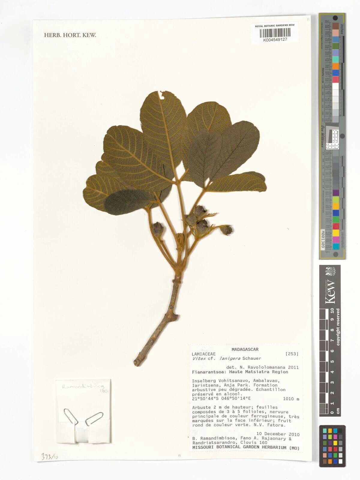 Vitex lanigera — houseplant care guide