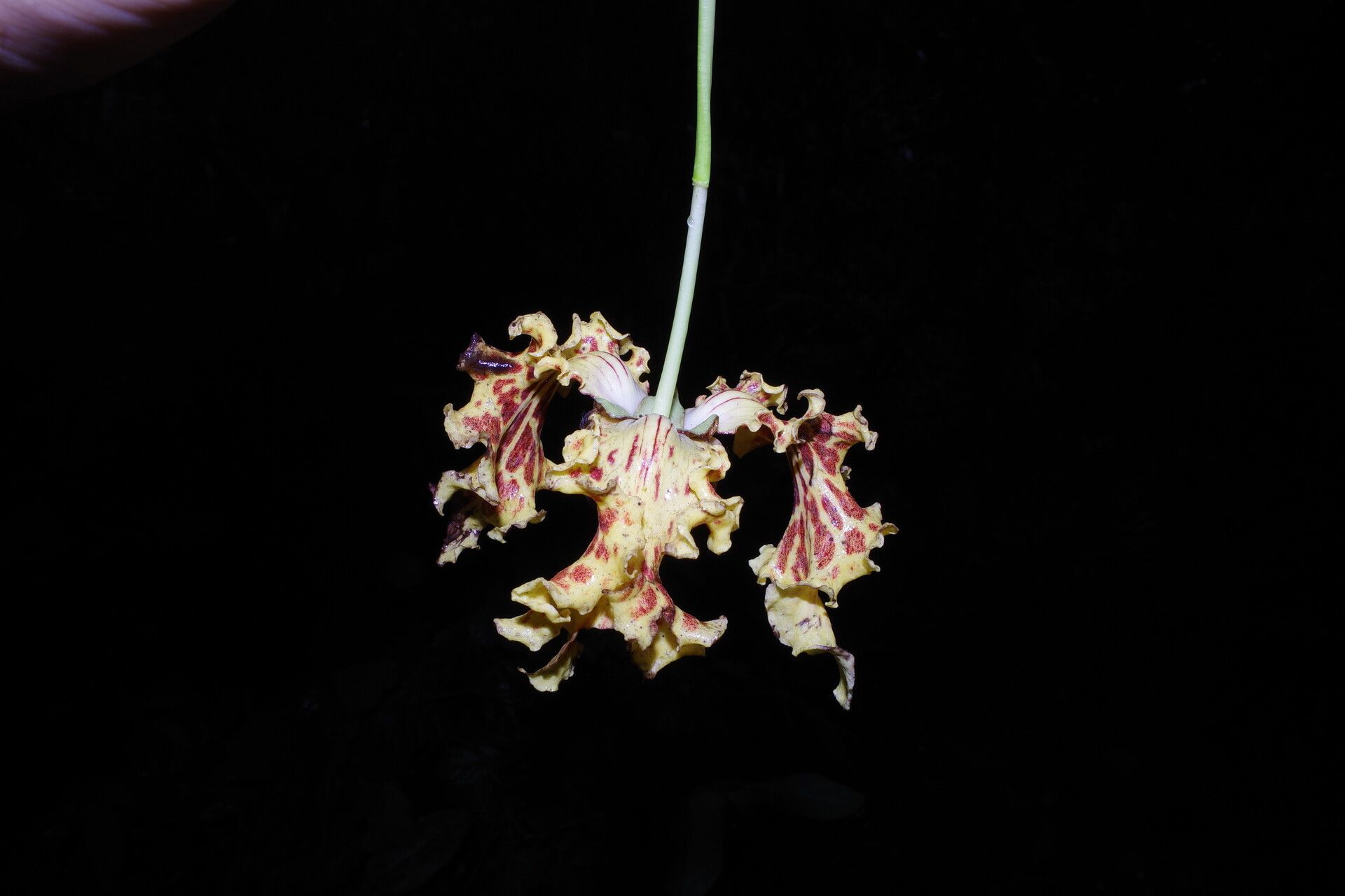 Monodora undulata flower