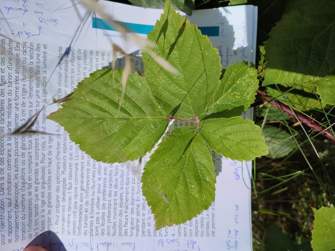 Rubus vandermeijdenii — houseplant care guide