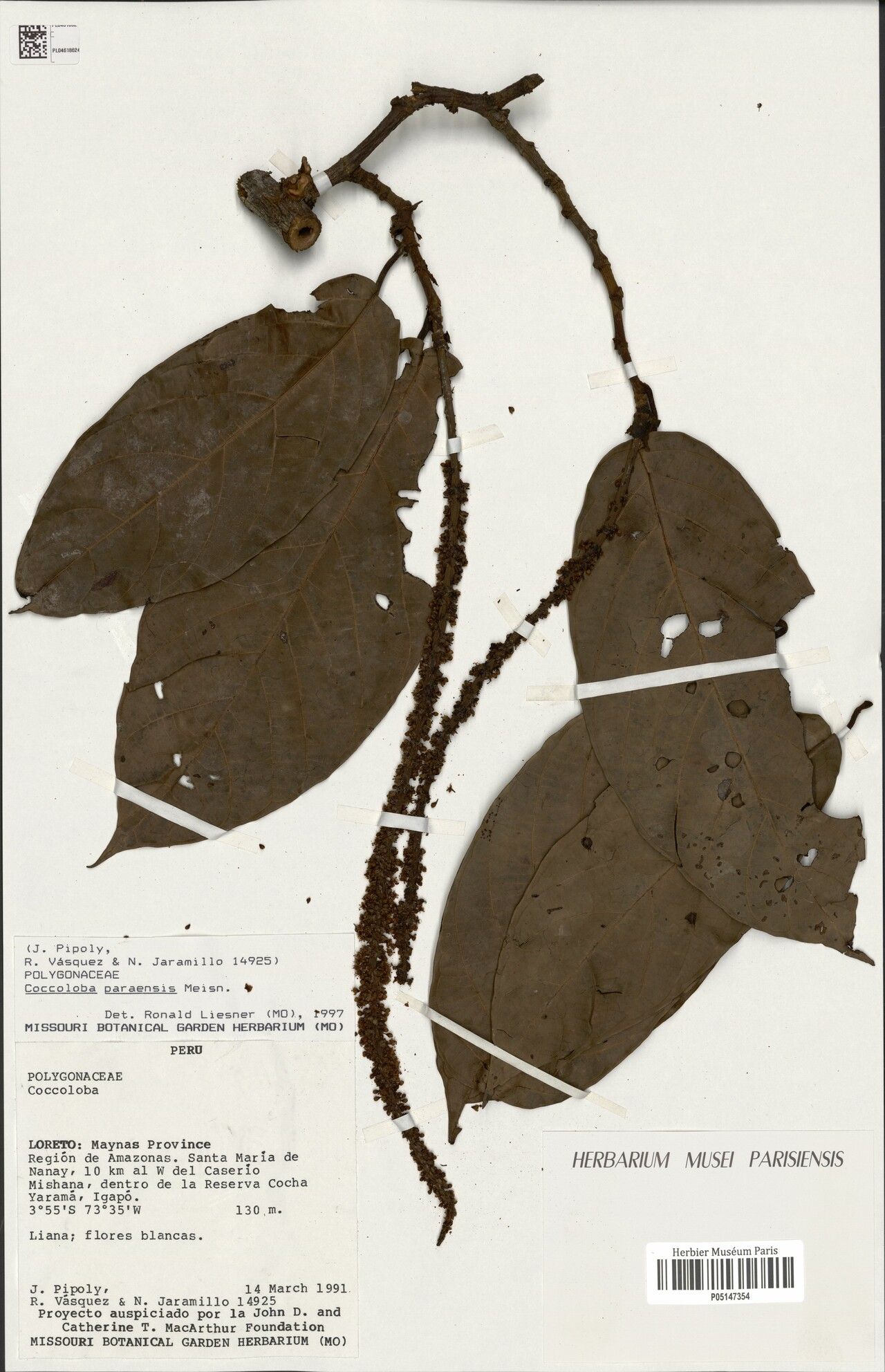 Coccoloba paraensis leaf