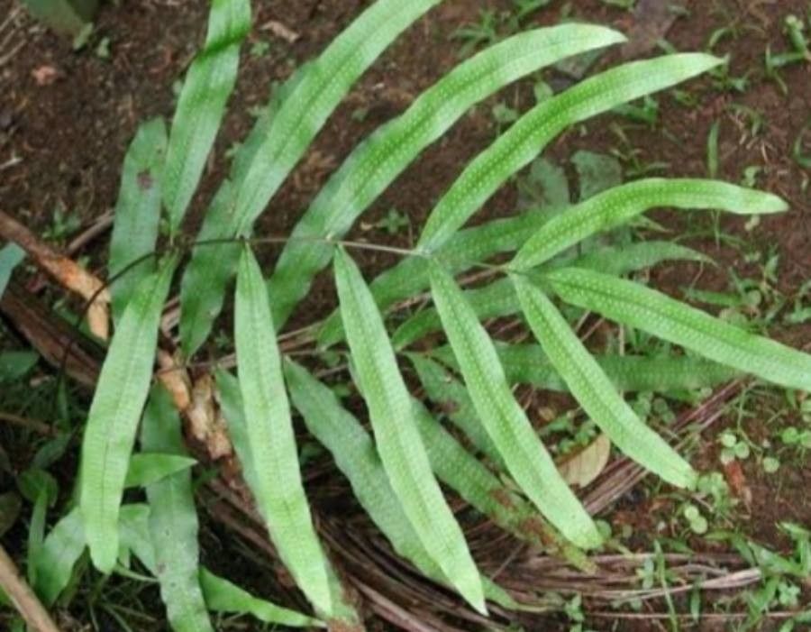 Serpocaulon triseriale — search result for 'Serpocaulon'