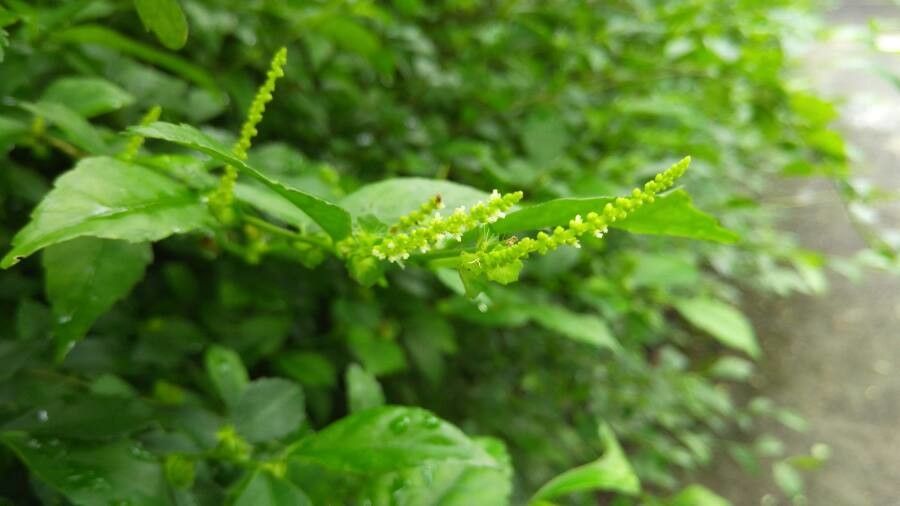 Acalypha siamensis flower