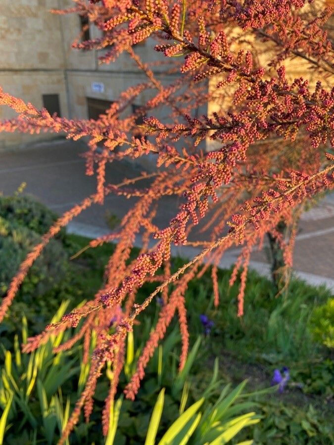 Tamarix parviflora fruit
