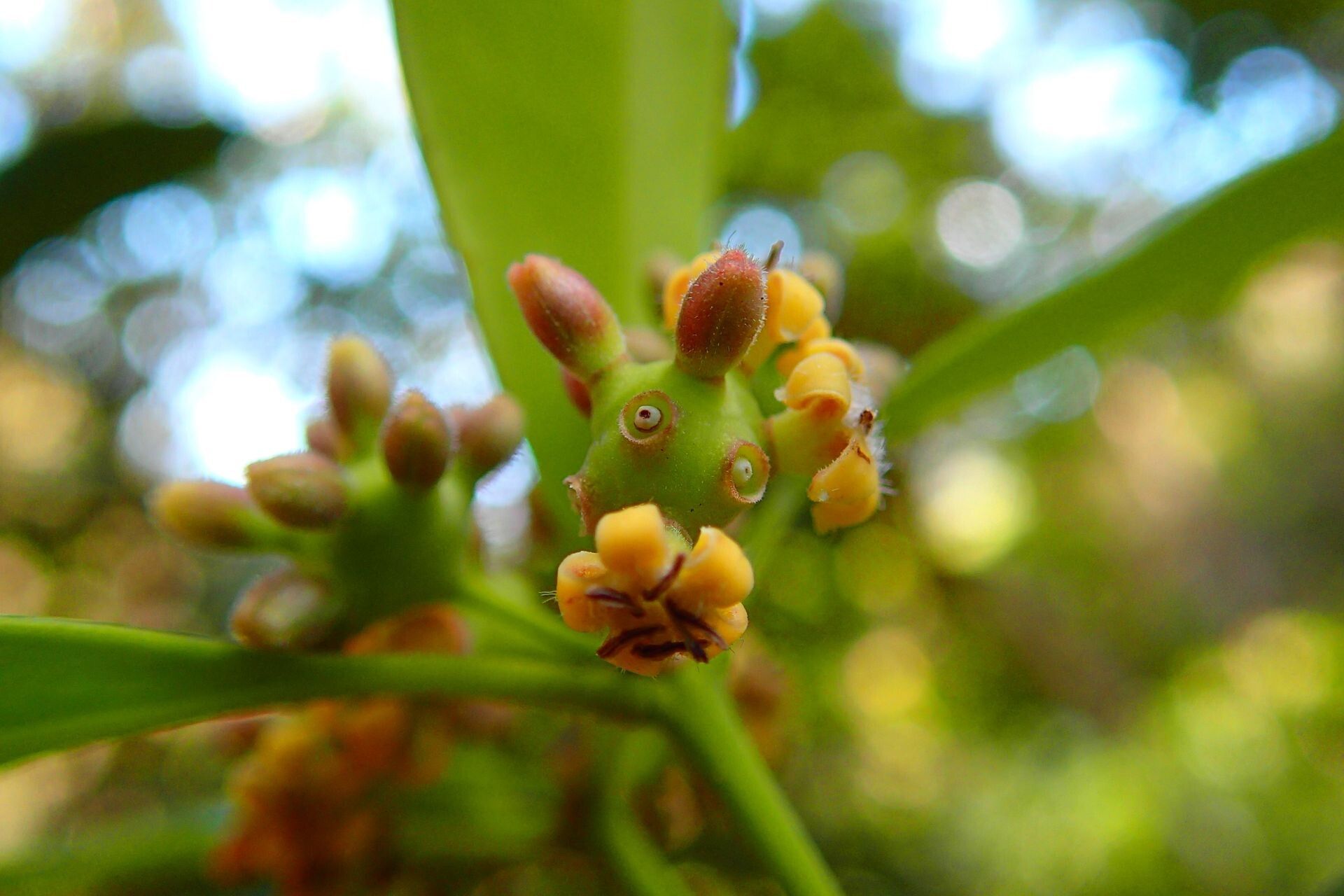 Gynochthodes neocaledonica fruit