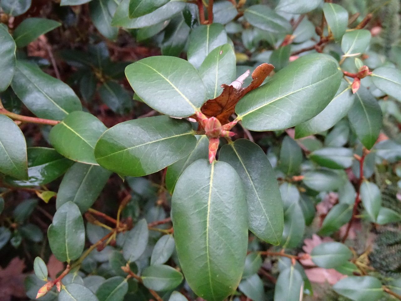 Rhododendron triflorum — houseplant care guide