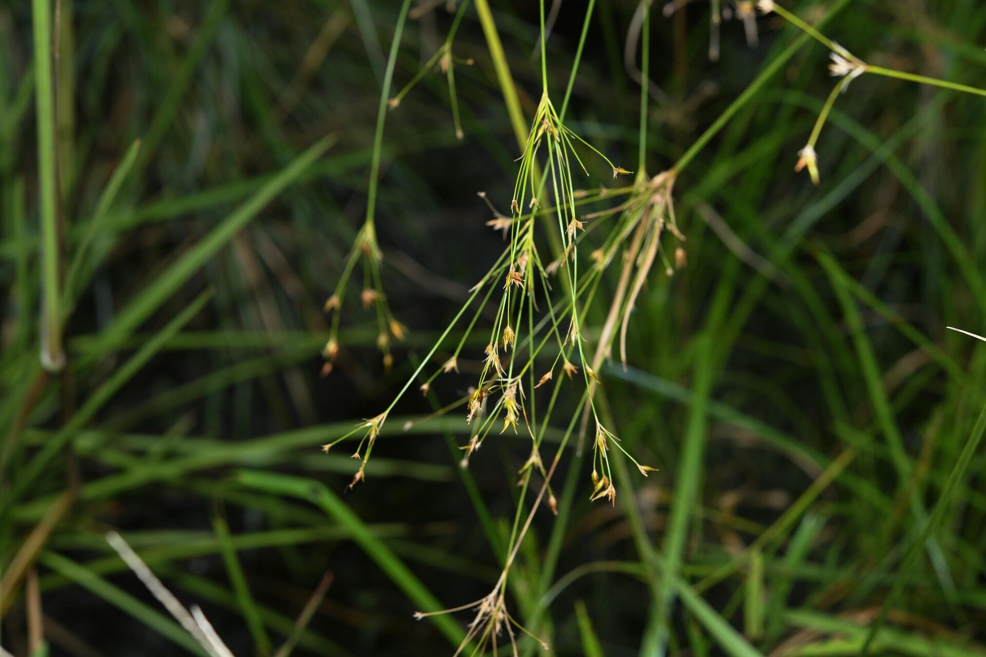 Rhynchospora triflora — houseplant care guide