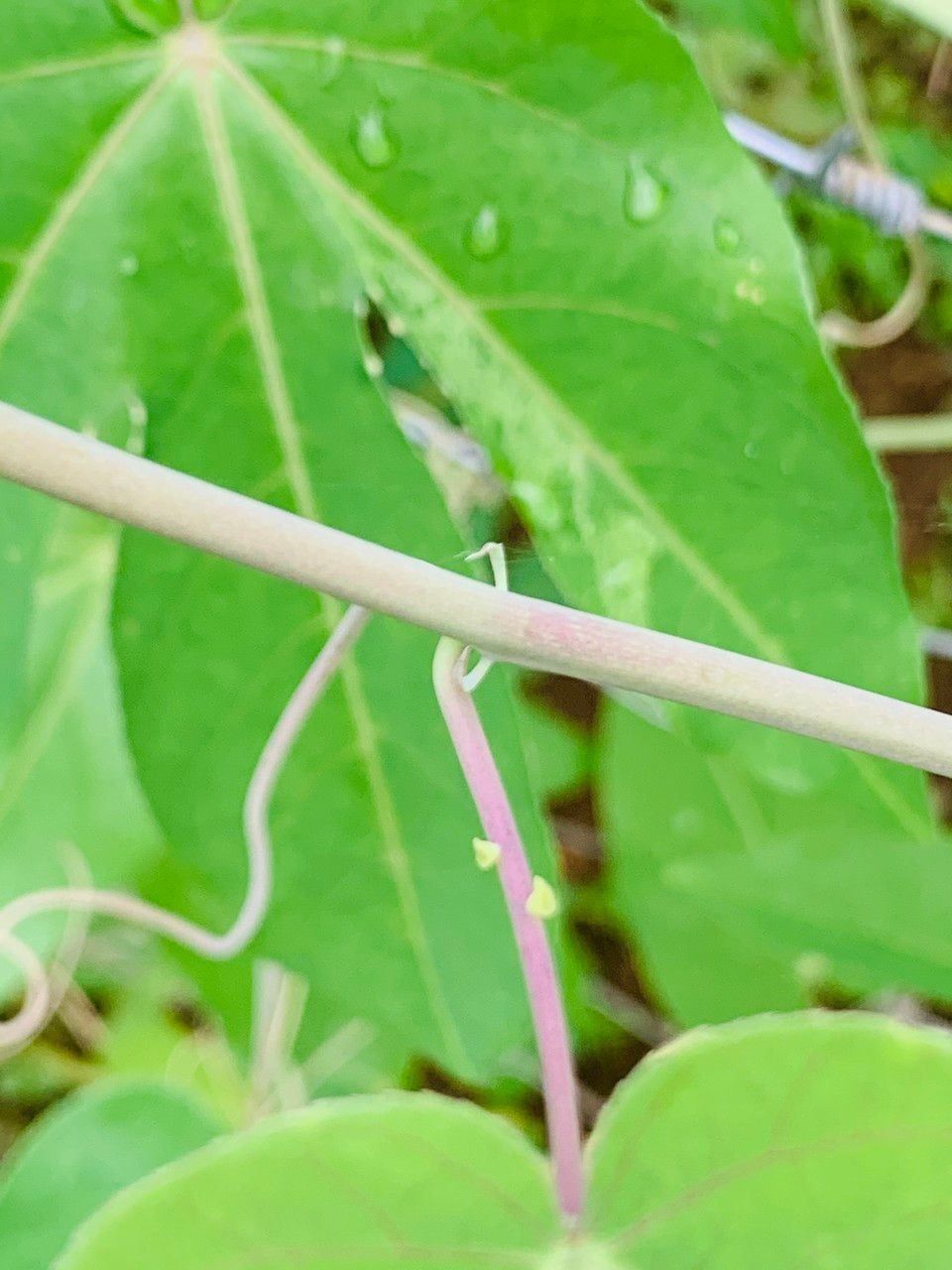 Passiflora seemannii bark