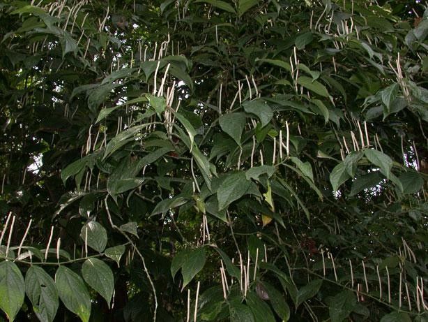 Piper culebranum habit