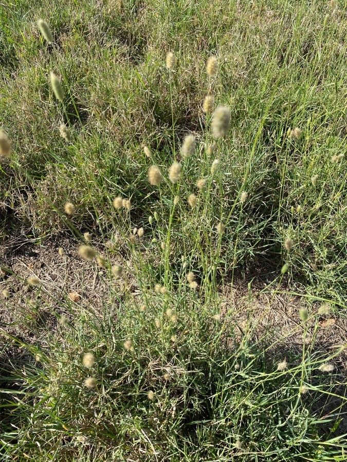 Pennisetum mezianum flower