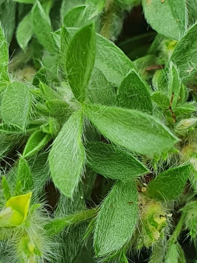 Leobordea platycarpa leaf