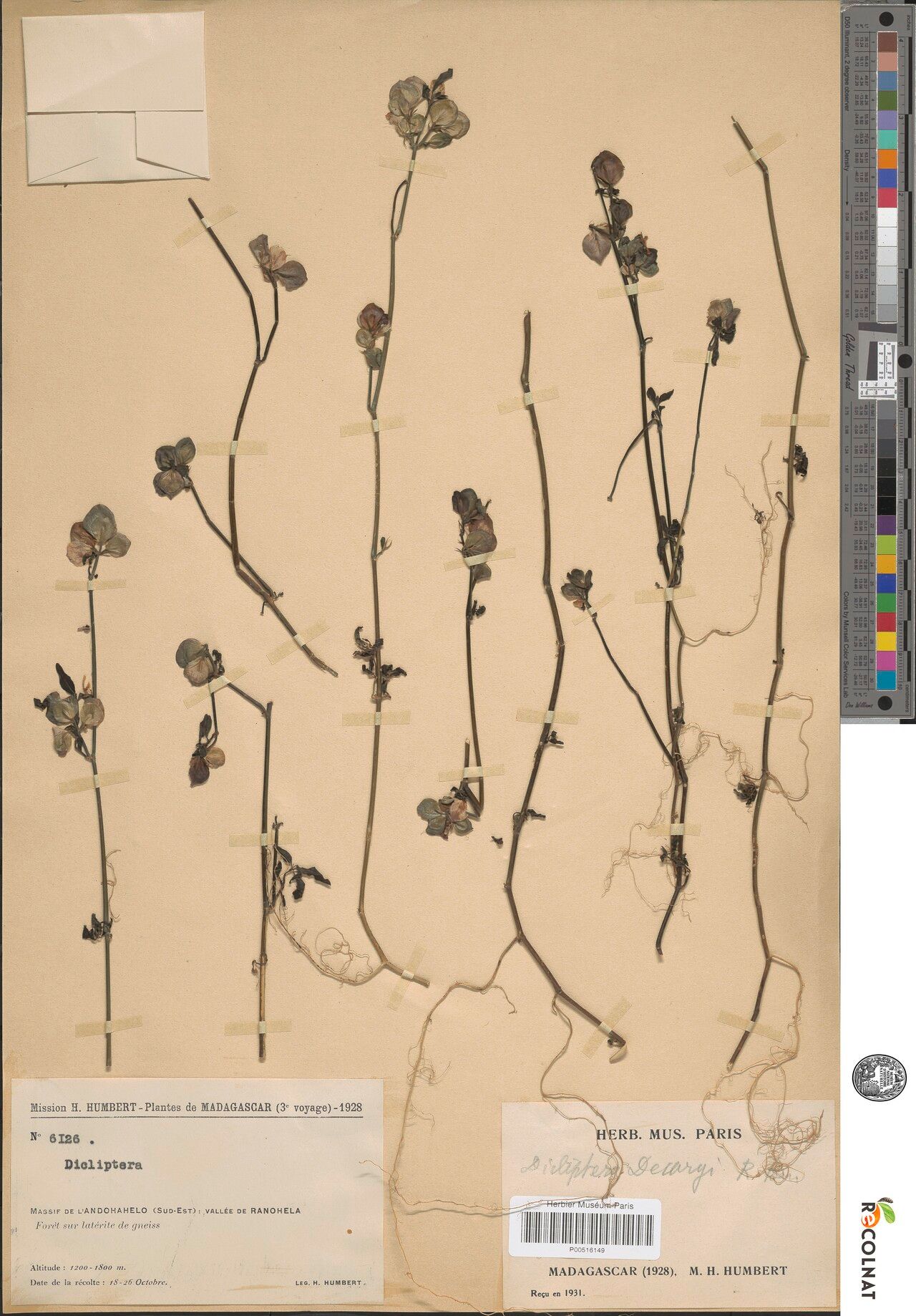 Dicliptera decaryi — houseplant care guide