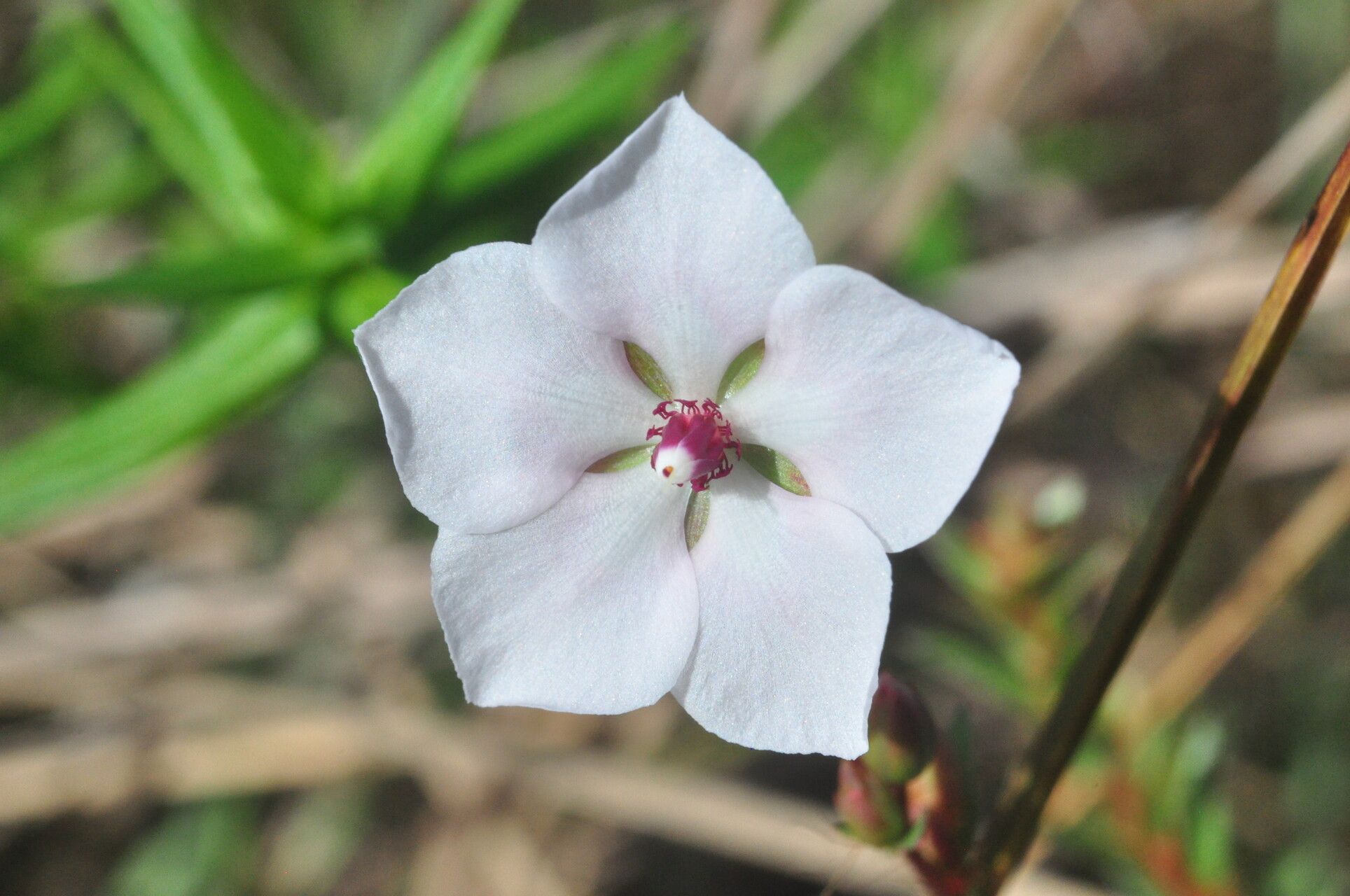 Sauvagesia sprengelii — houseplant care guide