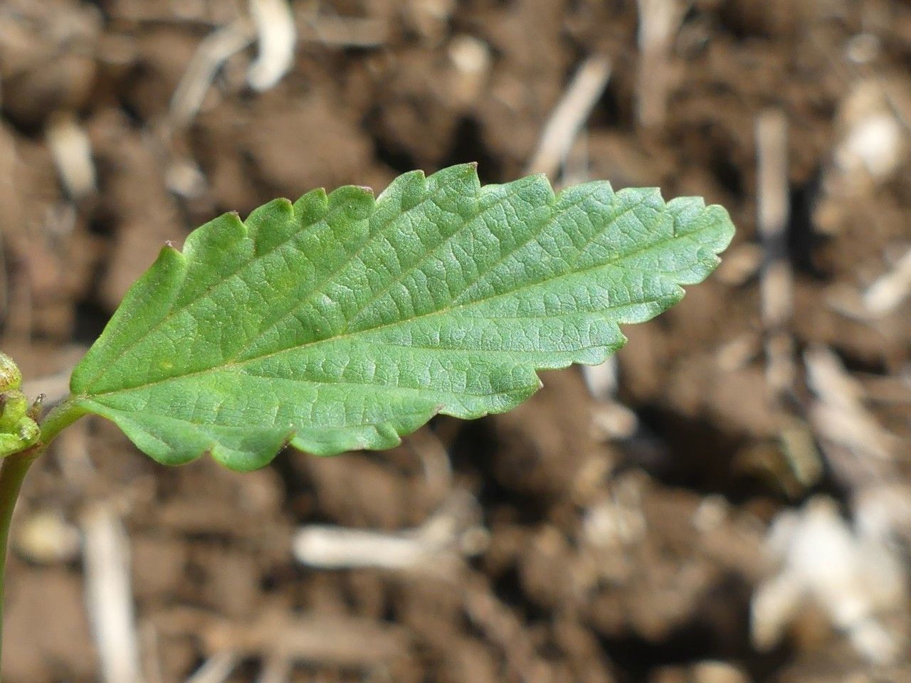 Melochia pyramidata leaf