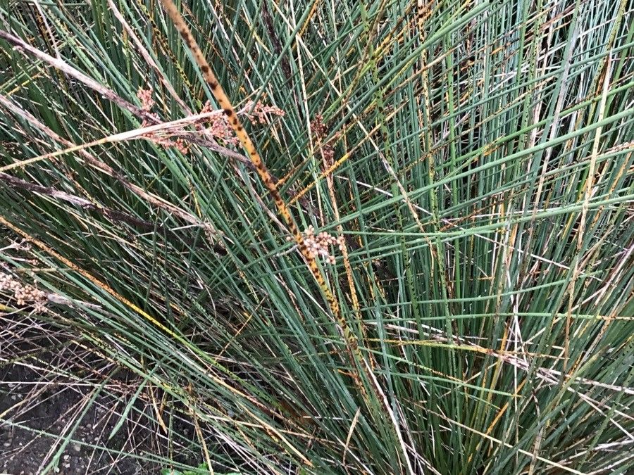 Juncus inflexus — flood tolerant houseplant