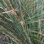 Juncus inflexus