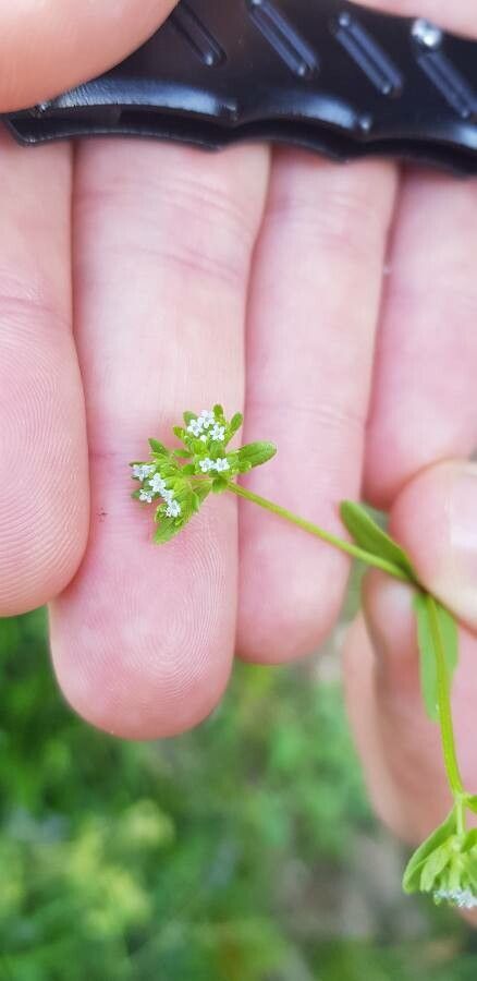 Valerianella abyssinica