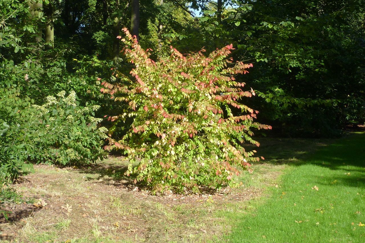 Euonymus maximowiczianus — search result for 'Euonymus'
