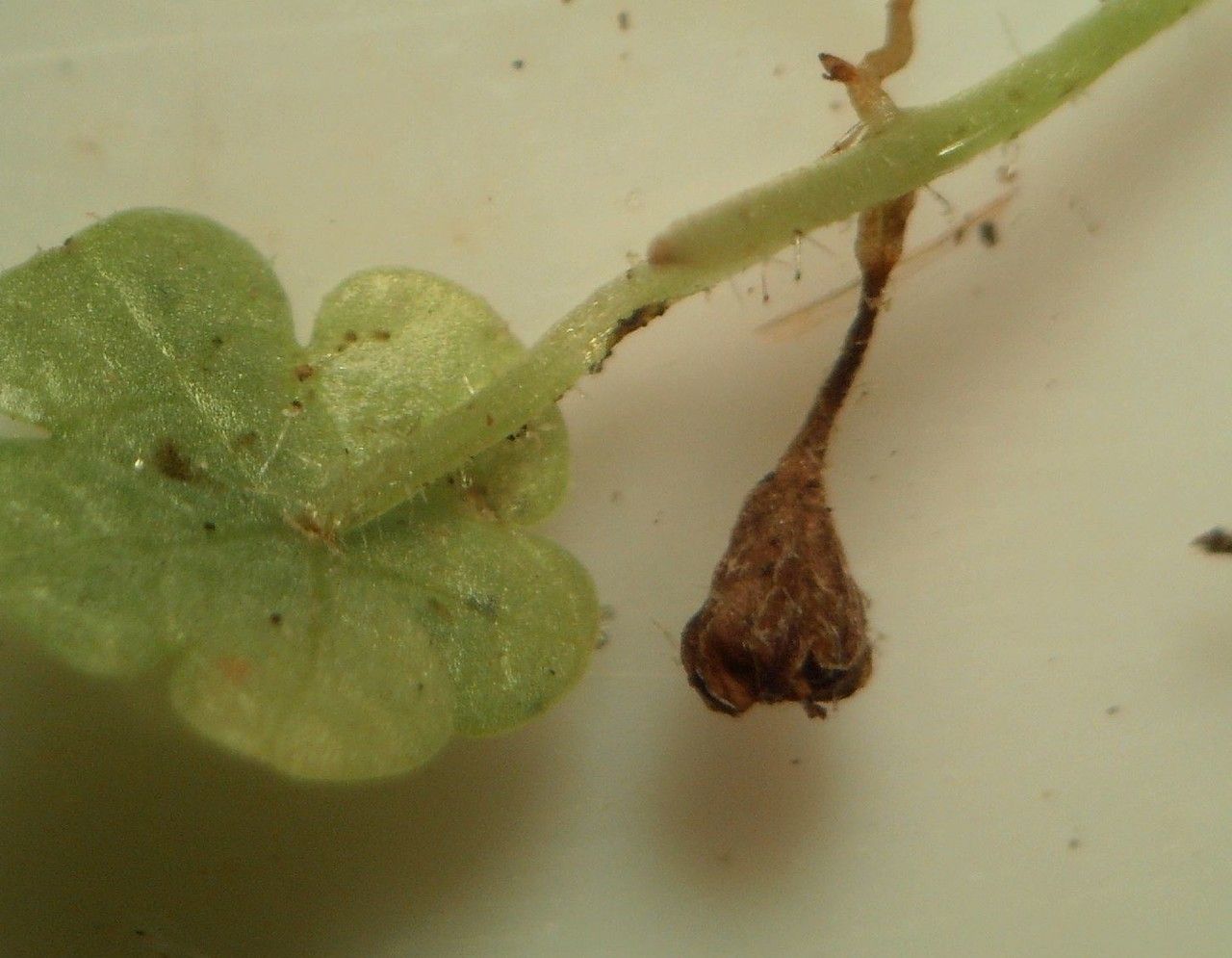 Sibthorpia europaea fruit