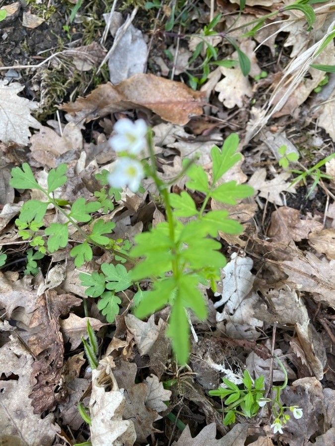 Cardamine graeca — search result for 'Cardamine'