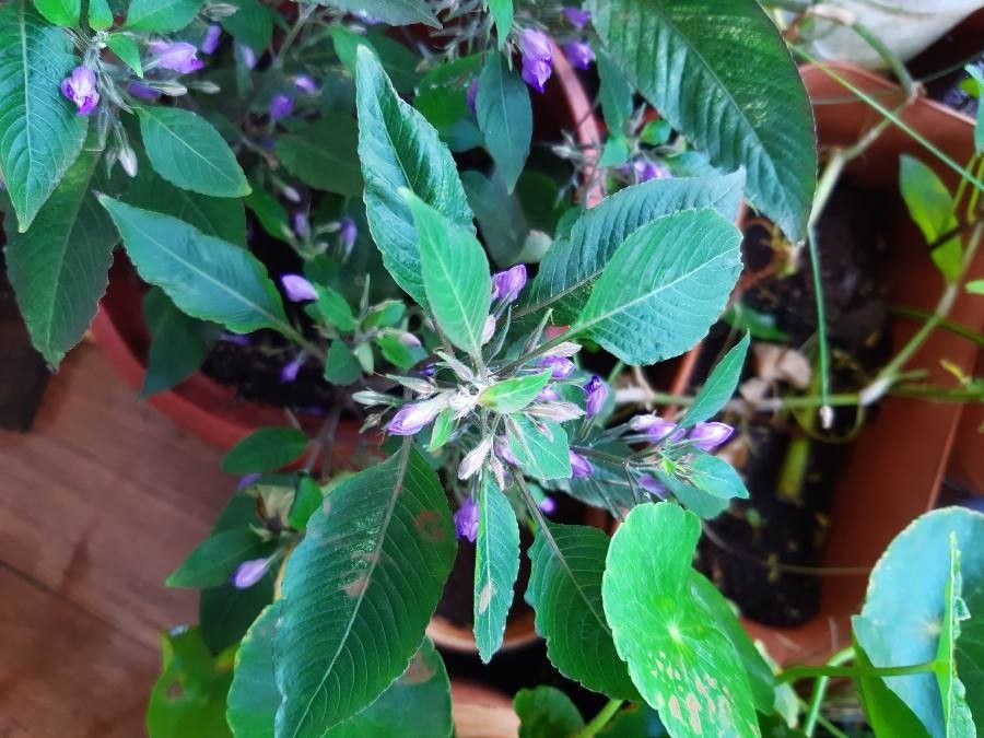 Hygrophila corymbosa flower