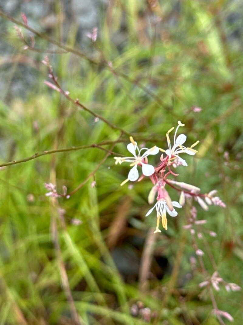 Oenothera filipes — search result for 'Oenothera'