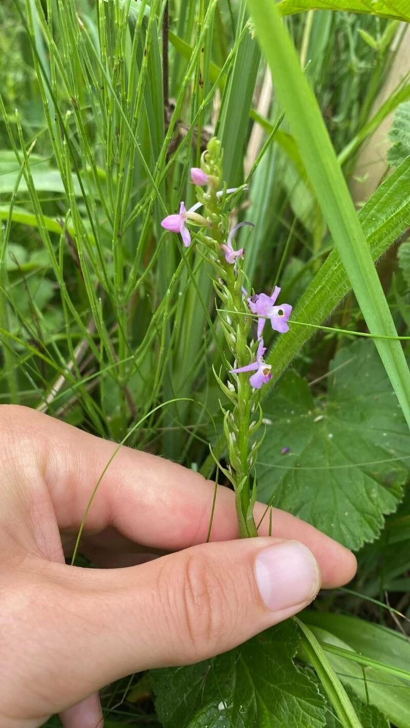 Gymnadenia pyrenaica — houseplant care guide