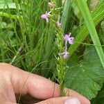 Gymnadenia pyrenaica