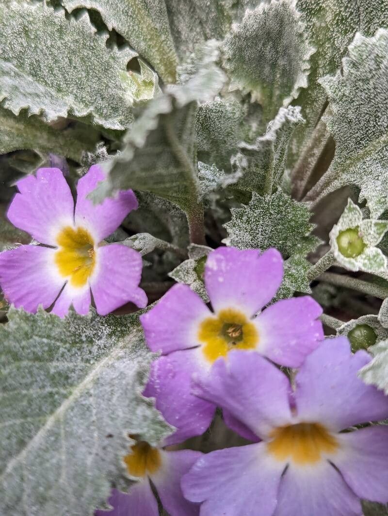 Primula sessilis — houseplant care guide