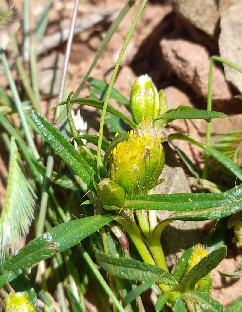 Pectis sessiliflora flower