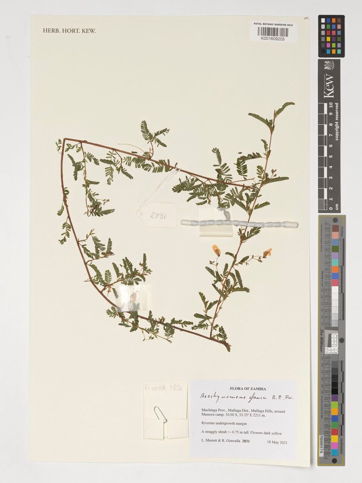 Aeschynomene glauca — houseplant care guide