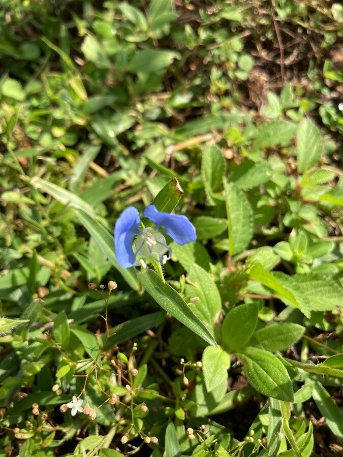 Commelina ensifolia — search result for 'Commelina'