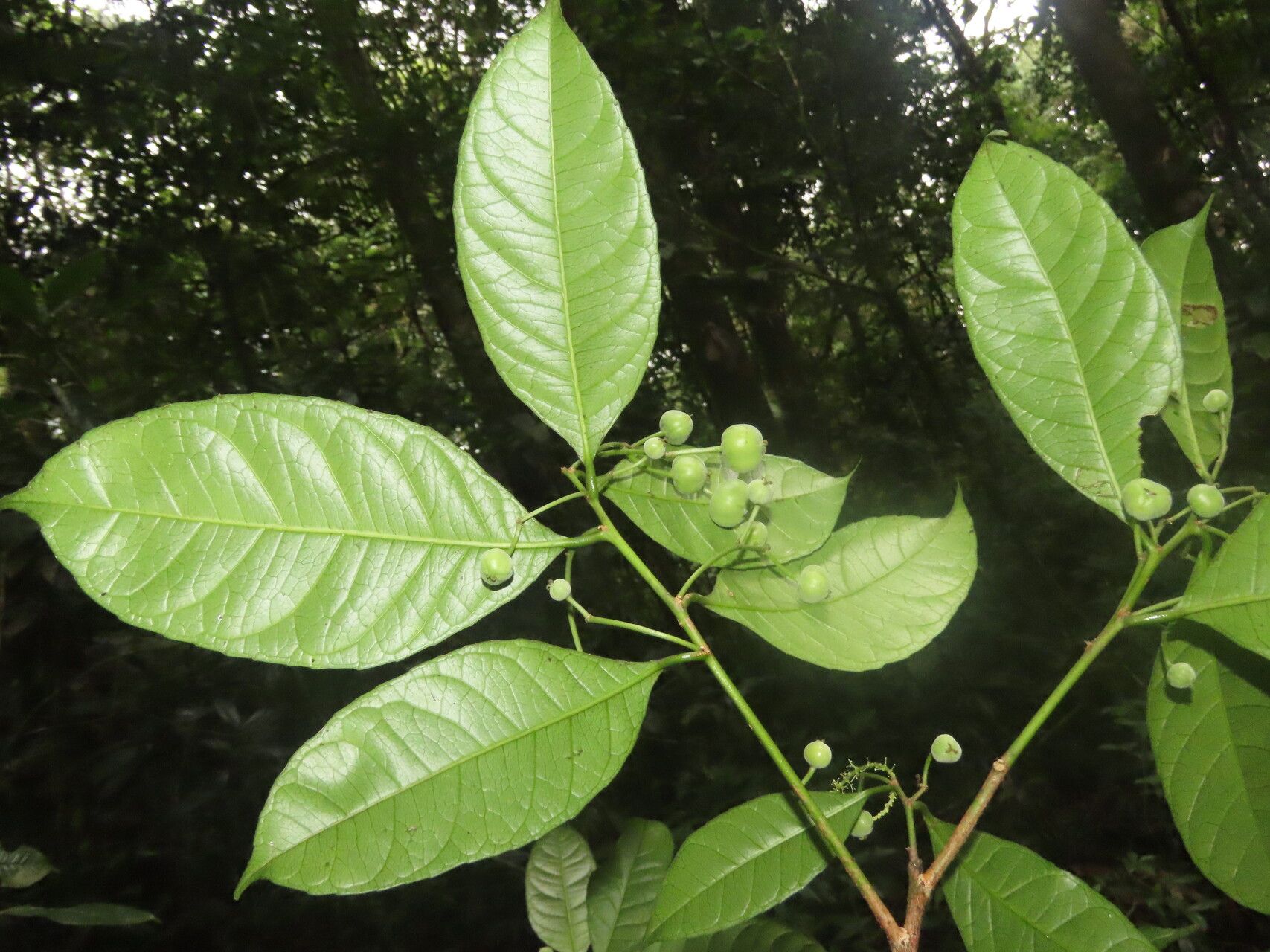 Gymnanthes riparia leaf