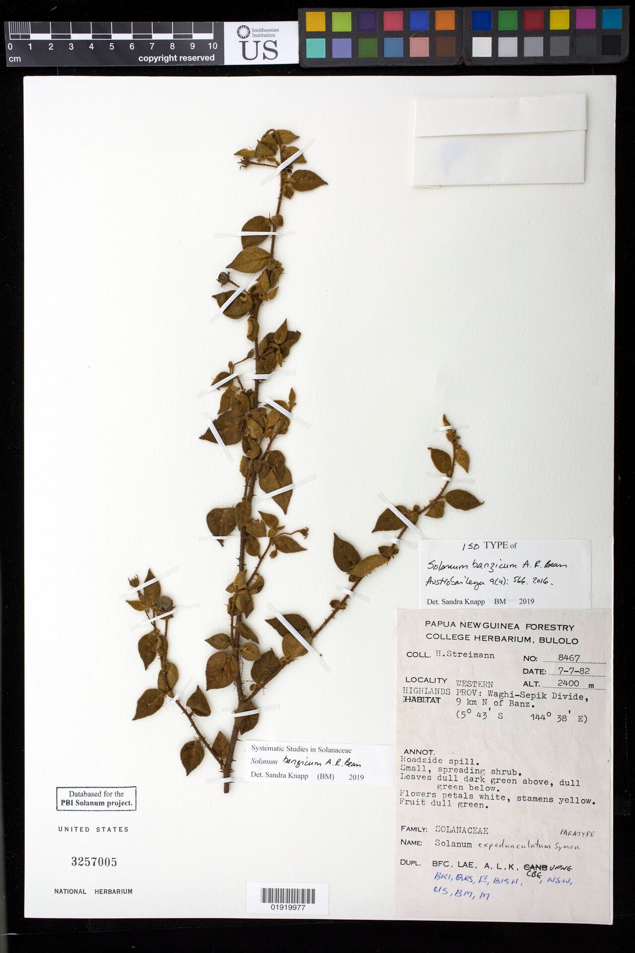 Solanum banzicum — houseplant care guide