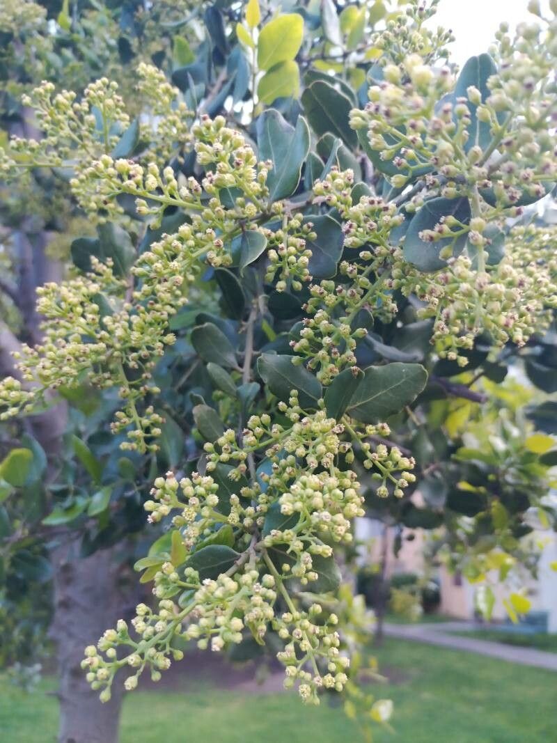 Cryptocarya alba flower