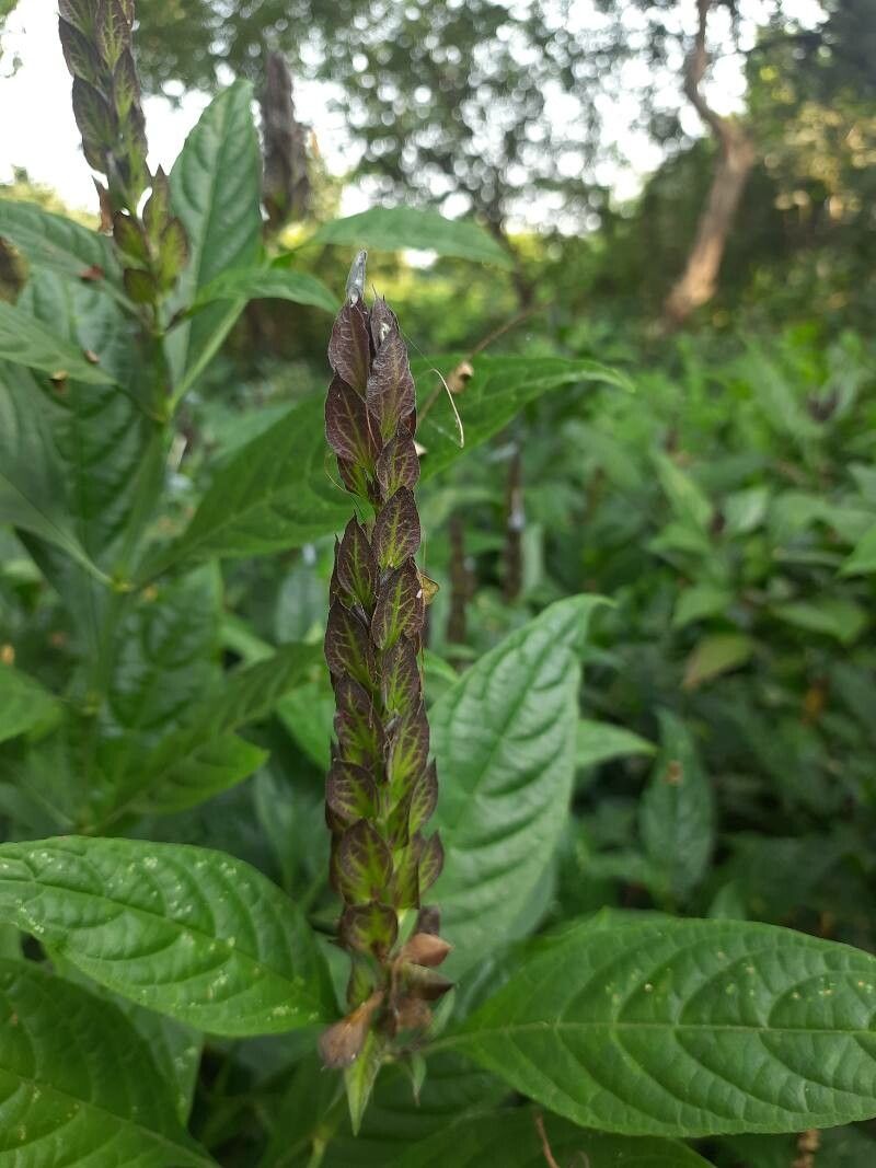 Ecbolium ligustrinum — search result for 'Ecbolium'