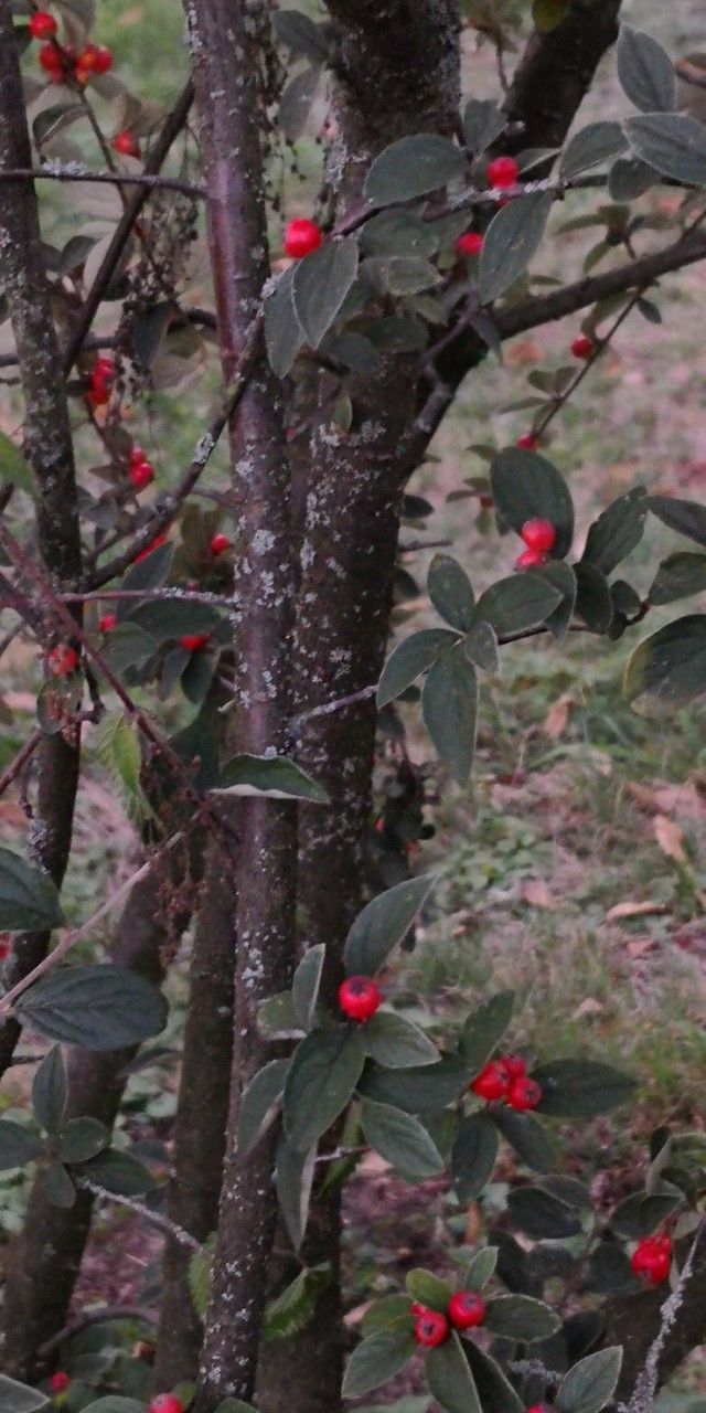 Cotoneaster wardii bark