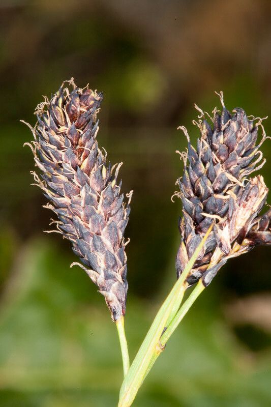 Carex atrata fruit