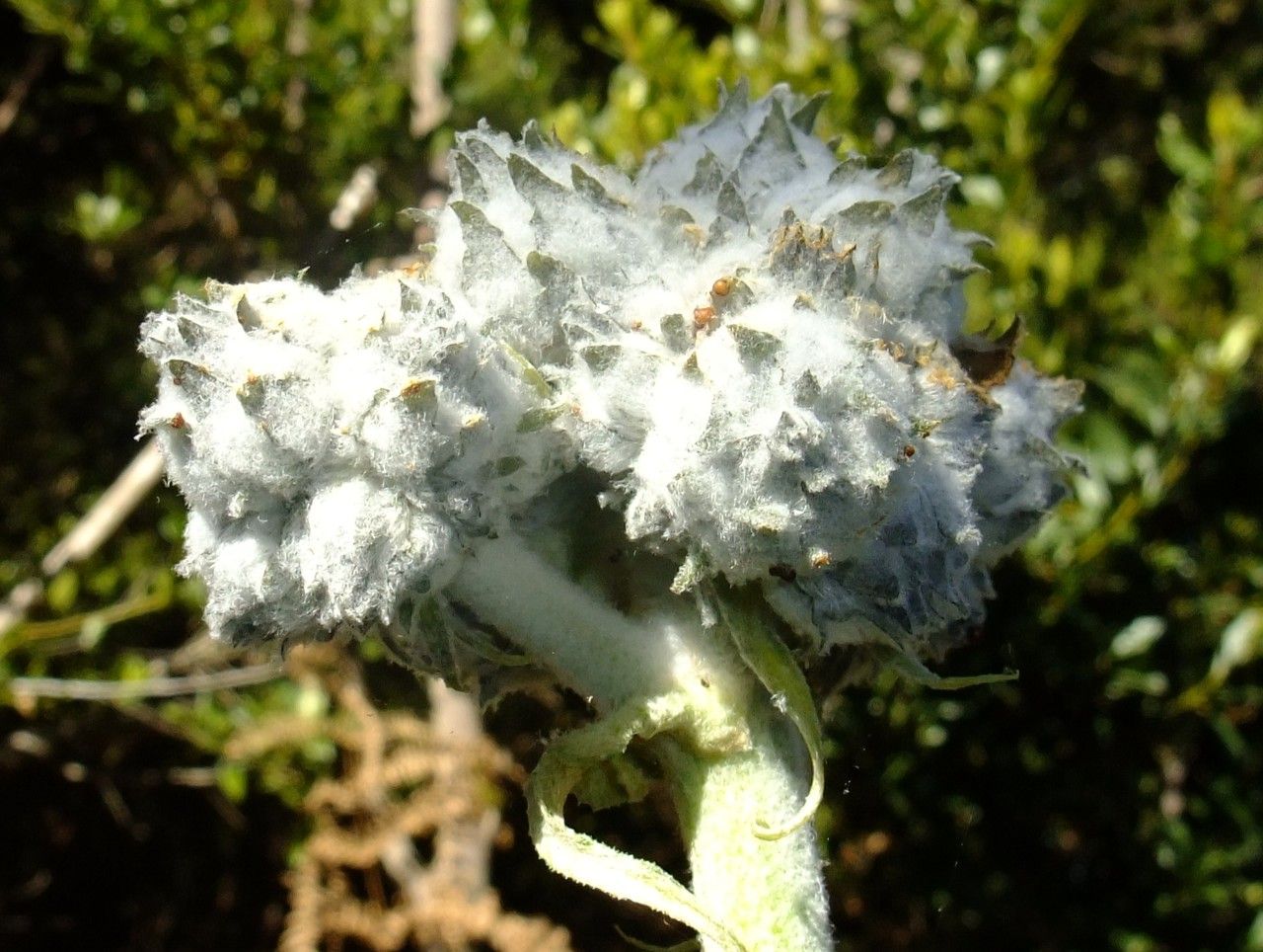 Sonchus acaulis fruit