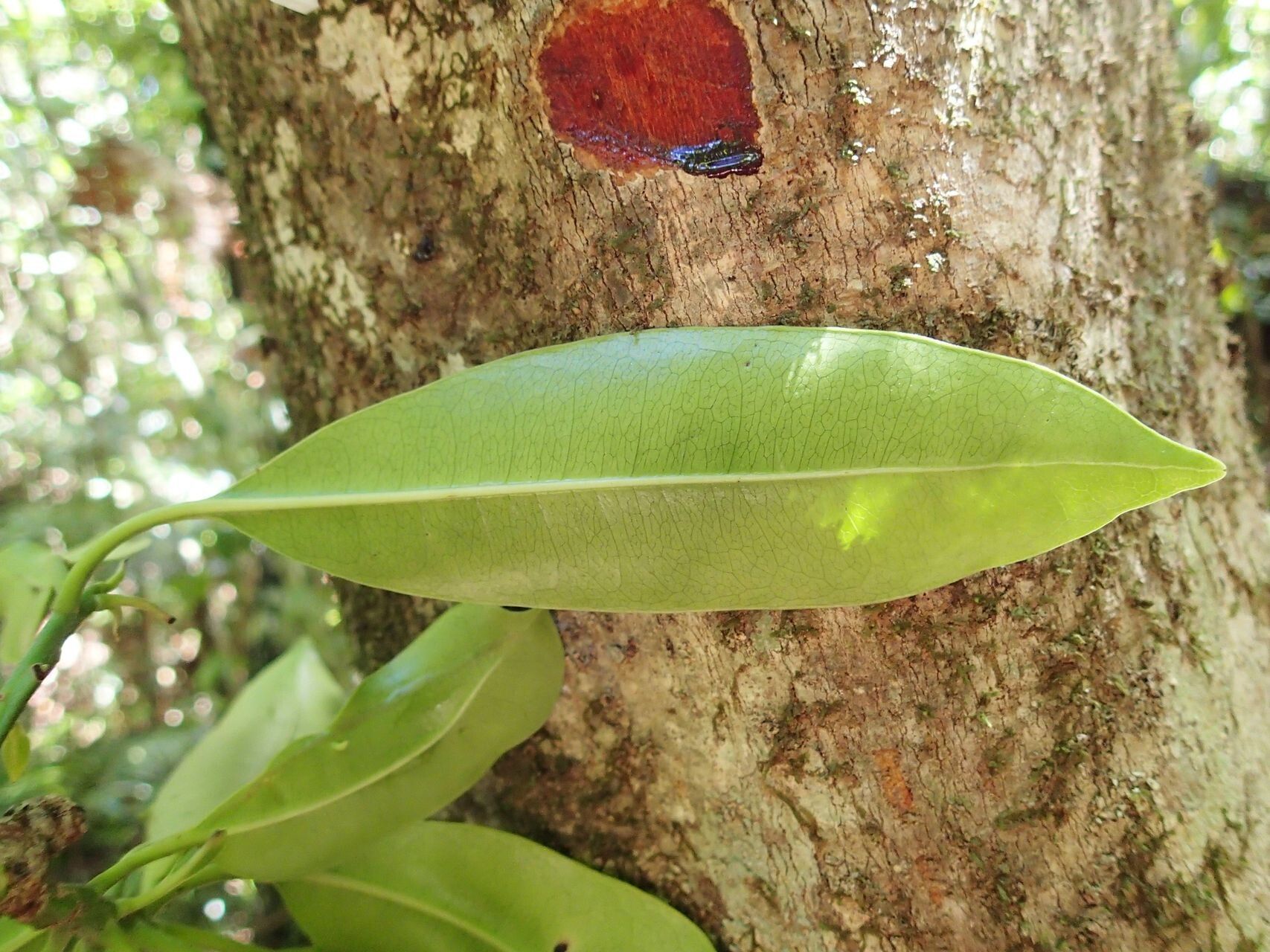 Baloghia montana bark