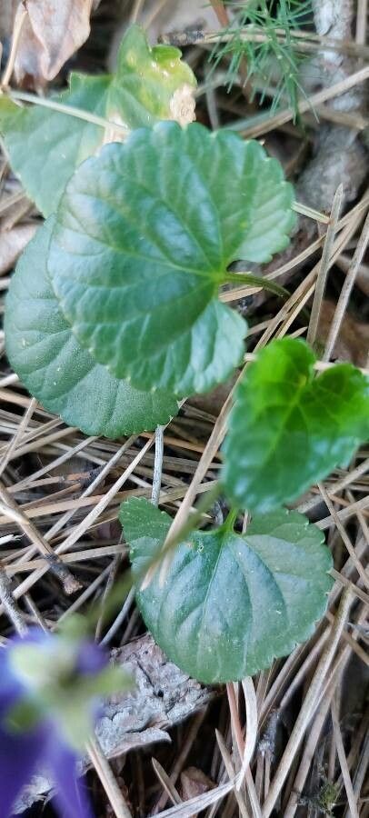 Viola suavis leaf