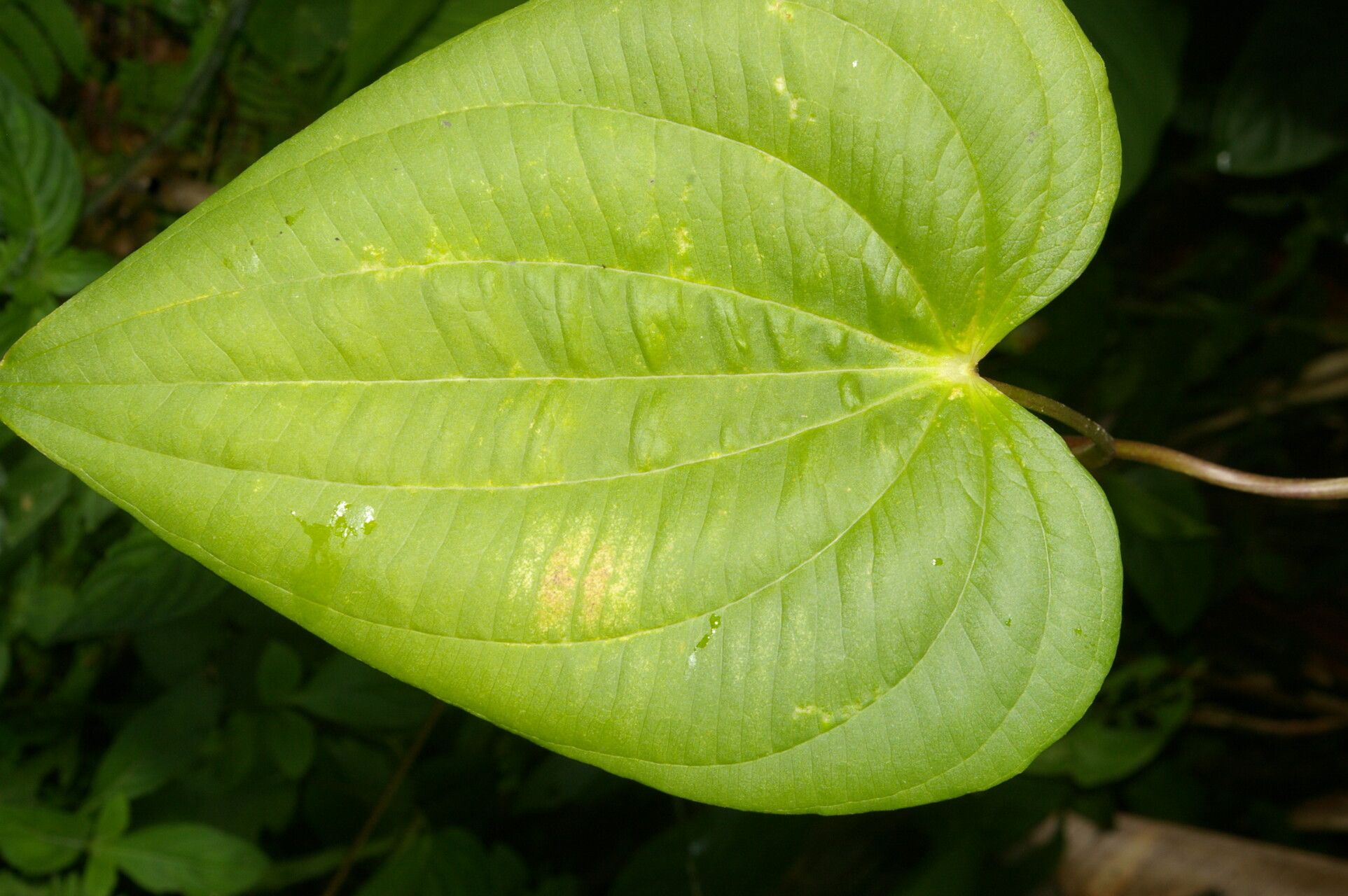 Dioscorea standleyi leaf